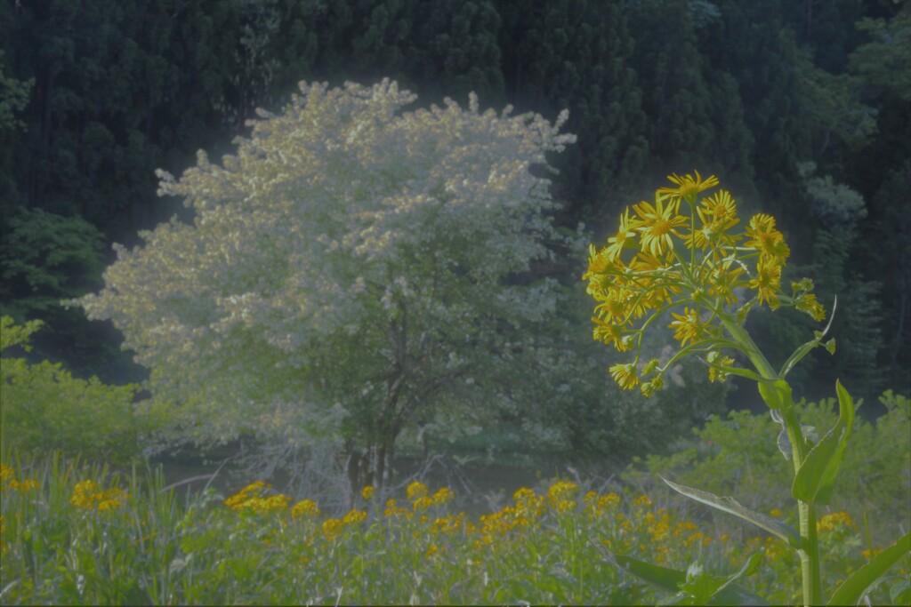 ズミの花咲く平池　２