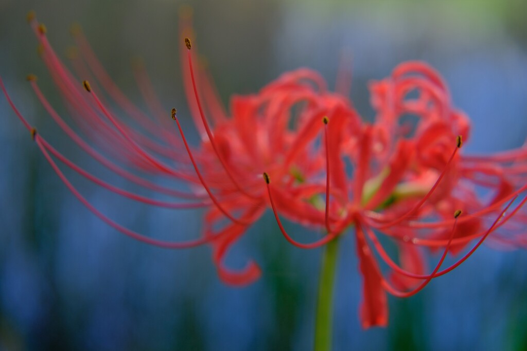 天界に咲く花