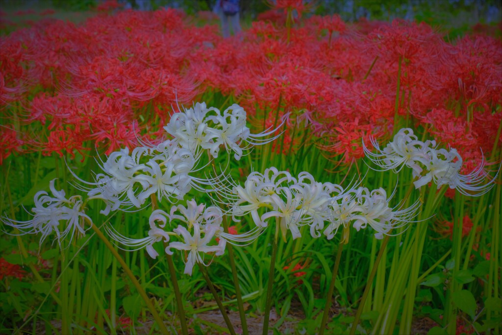 桂浜園地の彼岸花　４