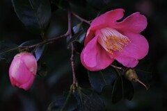 城南宮の椿　４