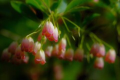 花　はな