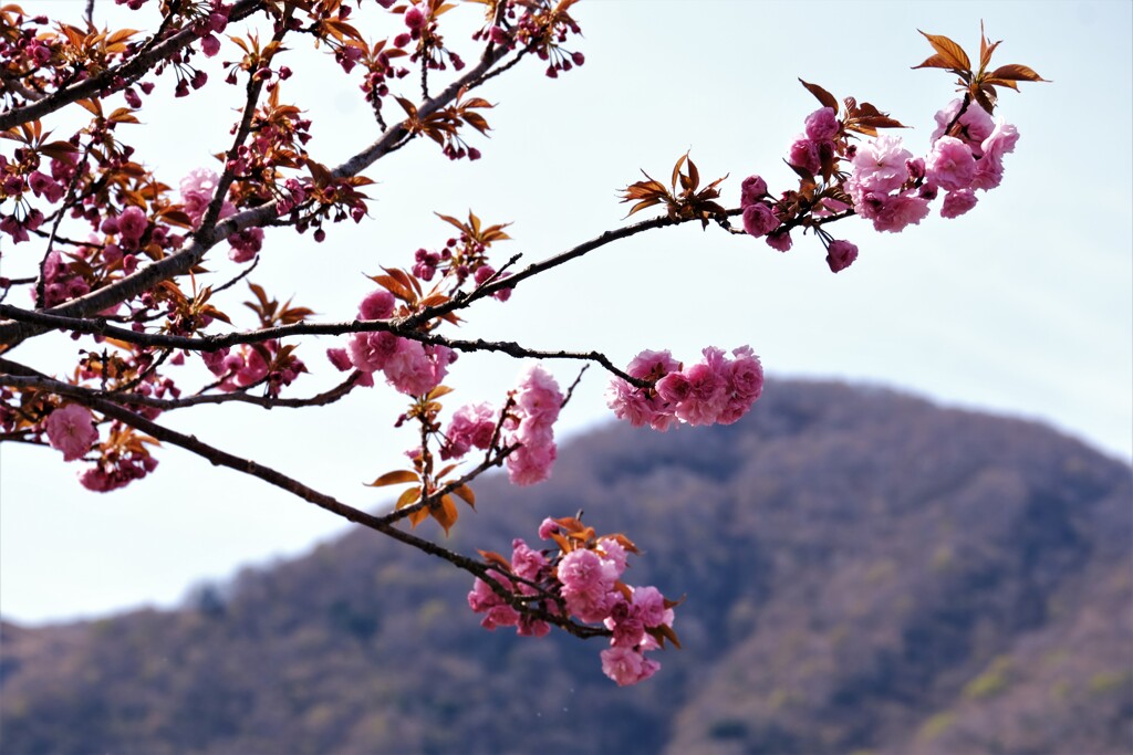 里山晩春