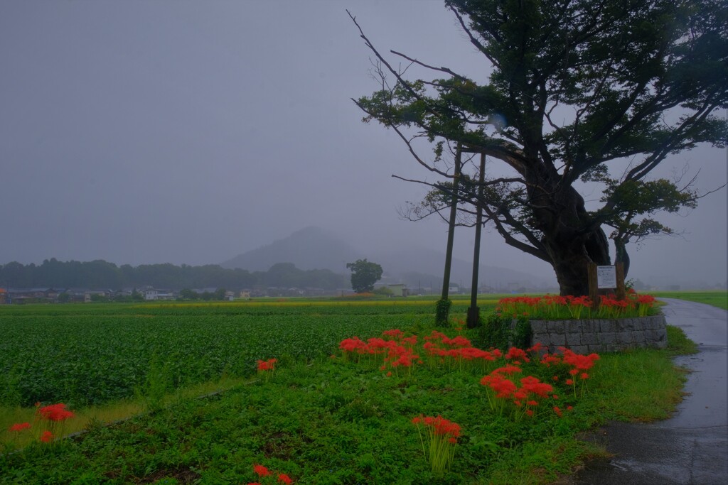 秋雨飯盛木　２