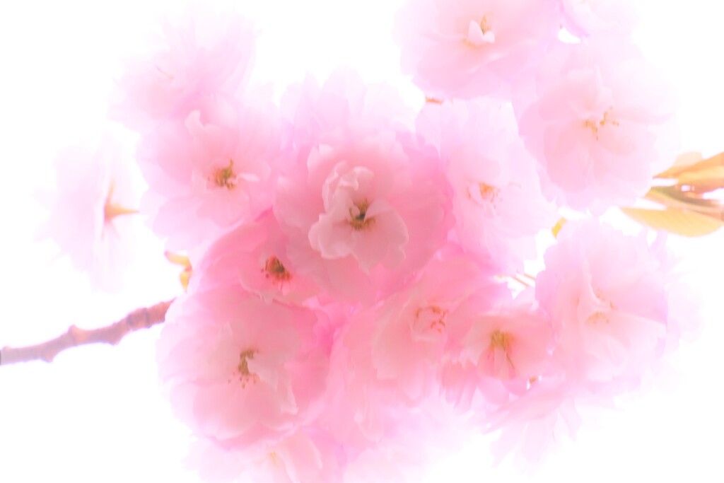 夢八重桜