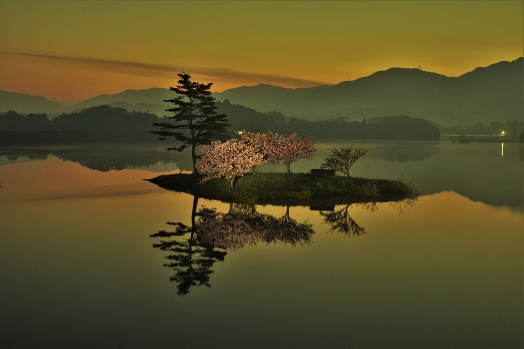 夜明けの小島桜