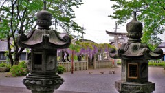 在士八幡神社紫藤樹　５