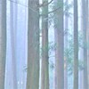 霧木立