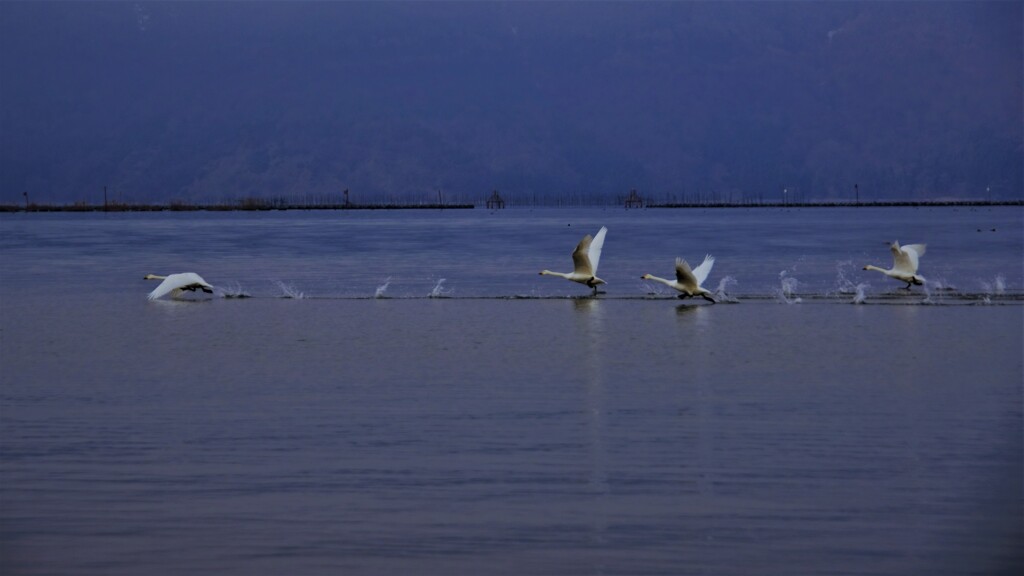 Swan  sprint