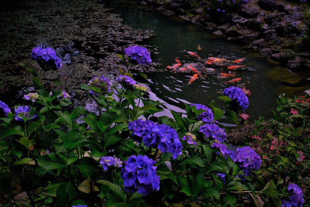 三光寺池のあじさい