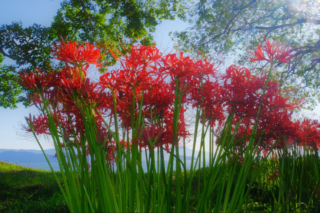 天蓋花