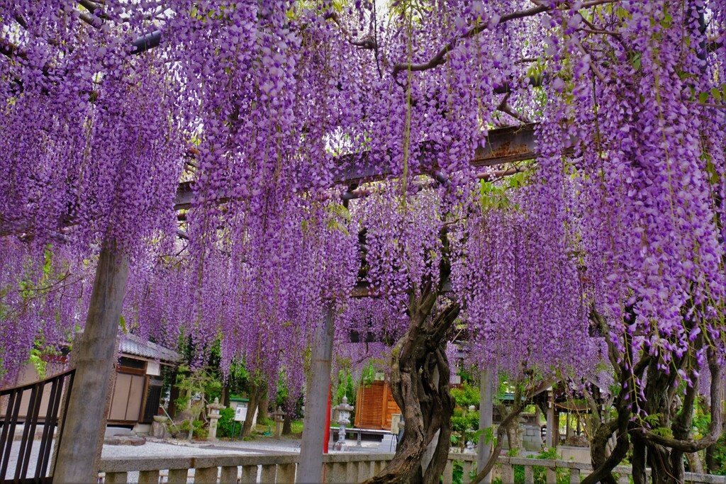 在士八幡神社紫藤樹　２