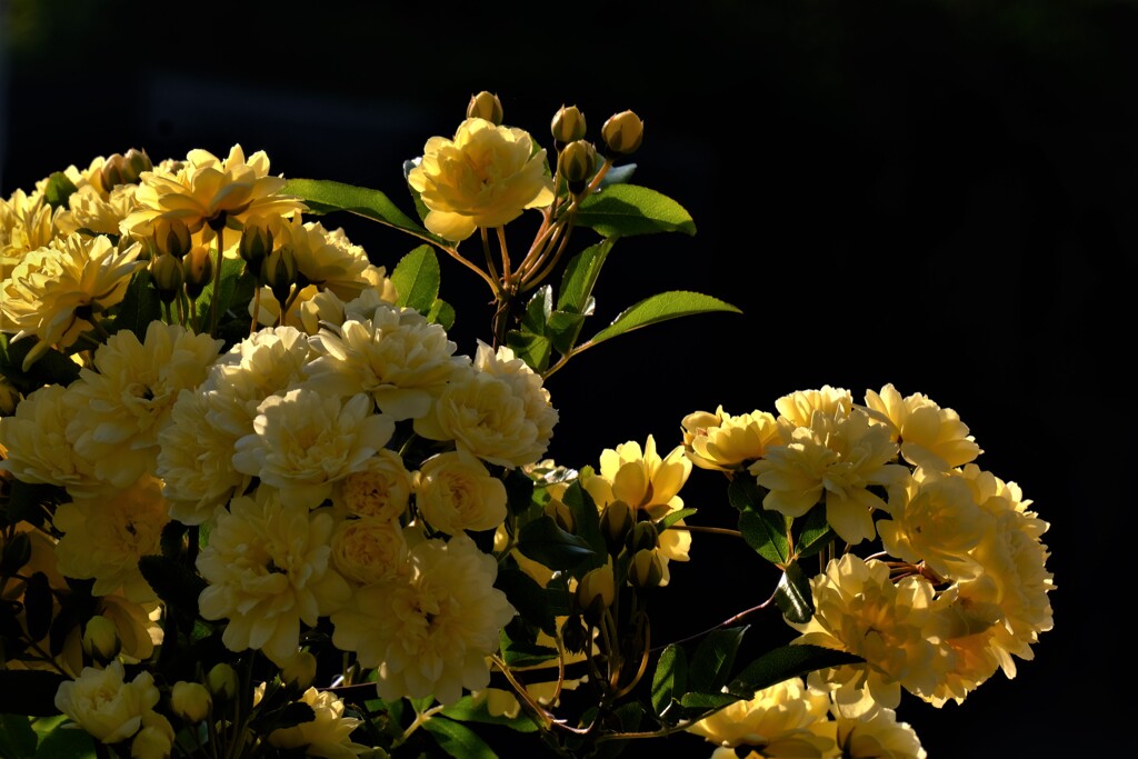 我が家の花　モッコウバラ　２