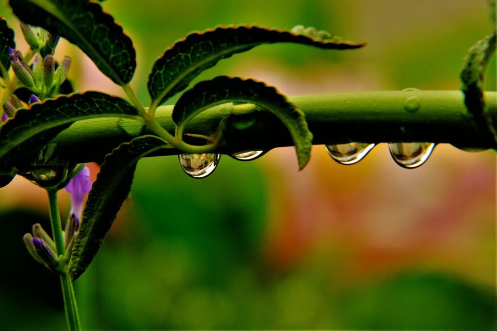 枝雨滴