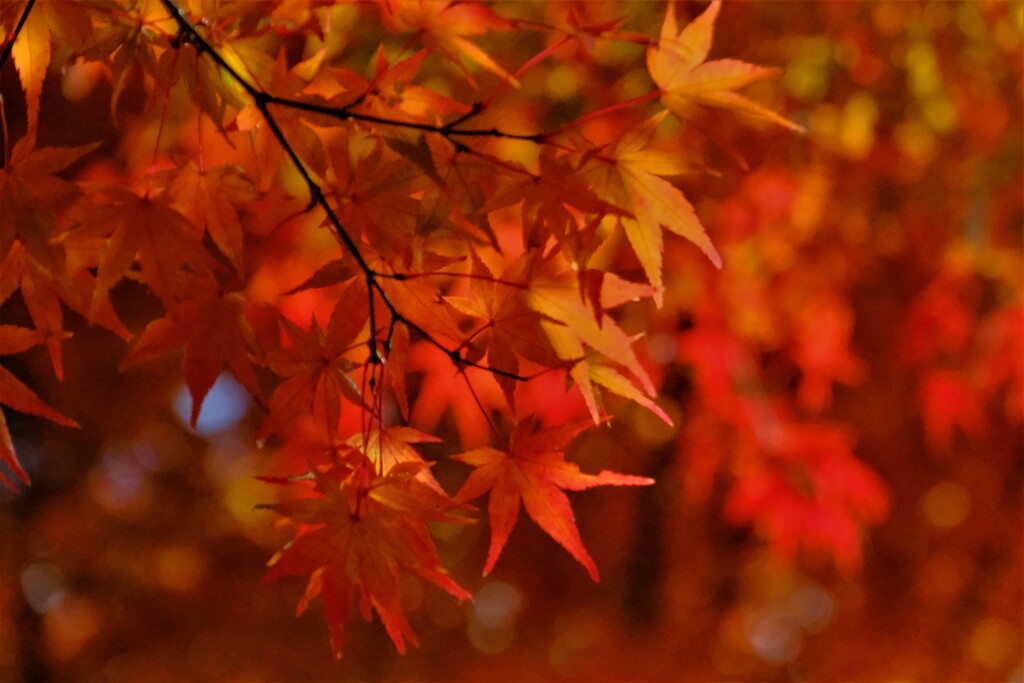 晩秋の紅彩　４