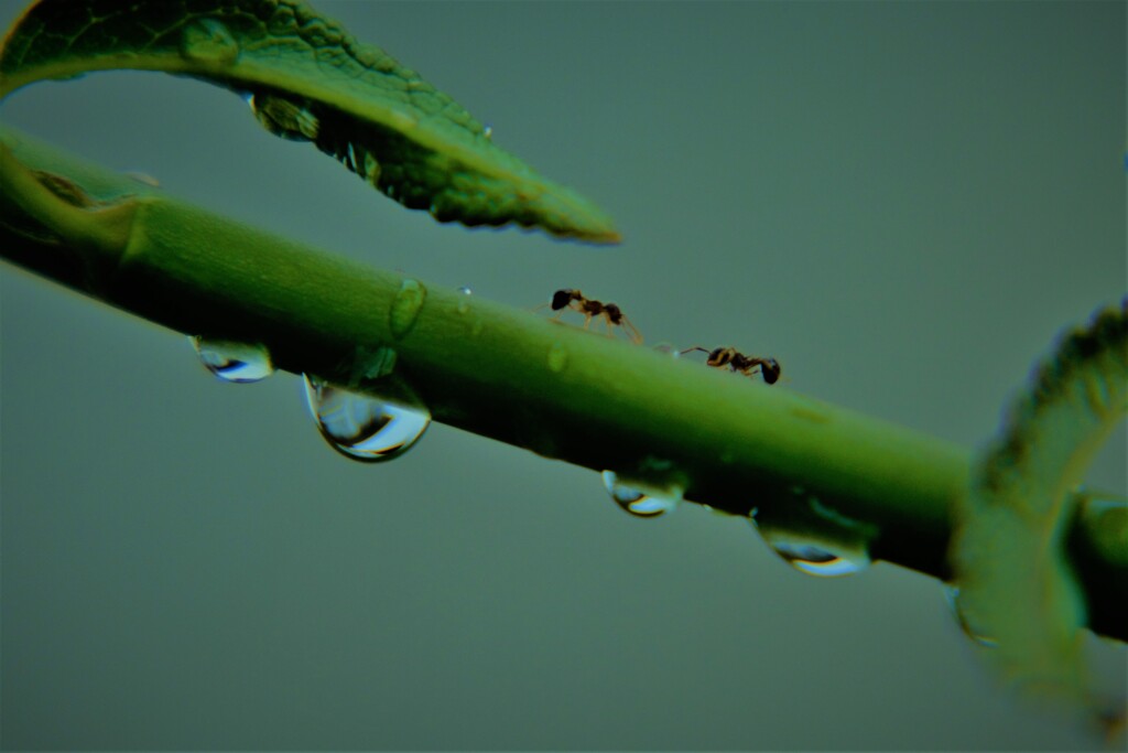 梅雨草橋