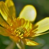 必ず来る幸福(リュウキンカ)