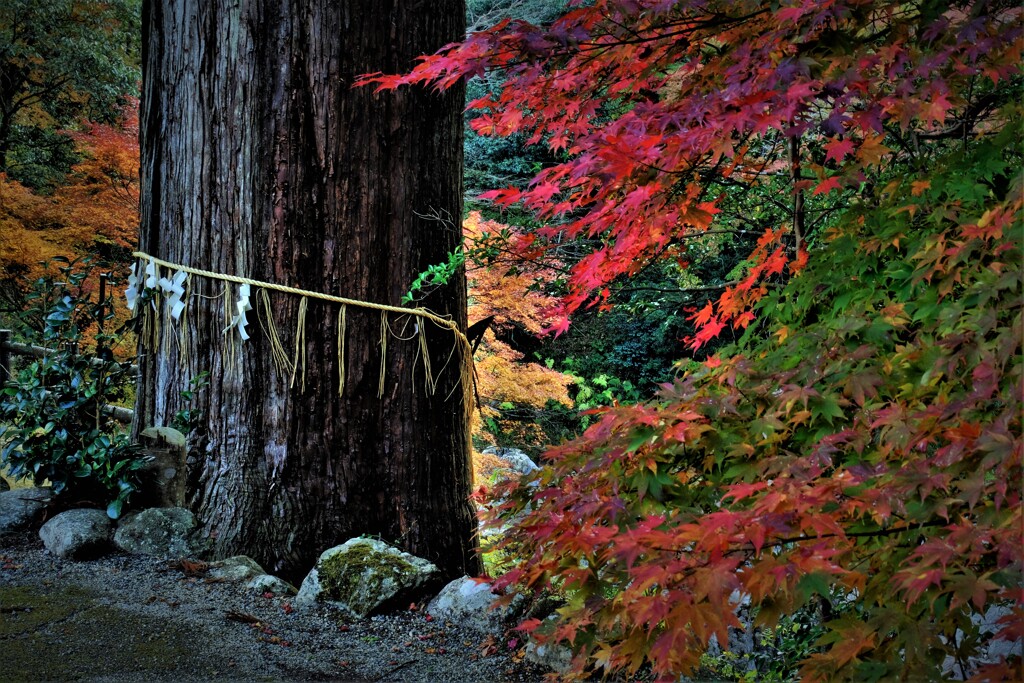 大瀧神社御神木