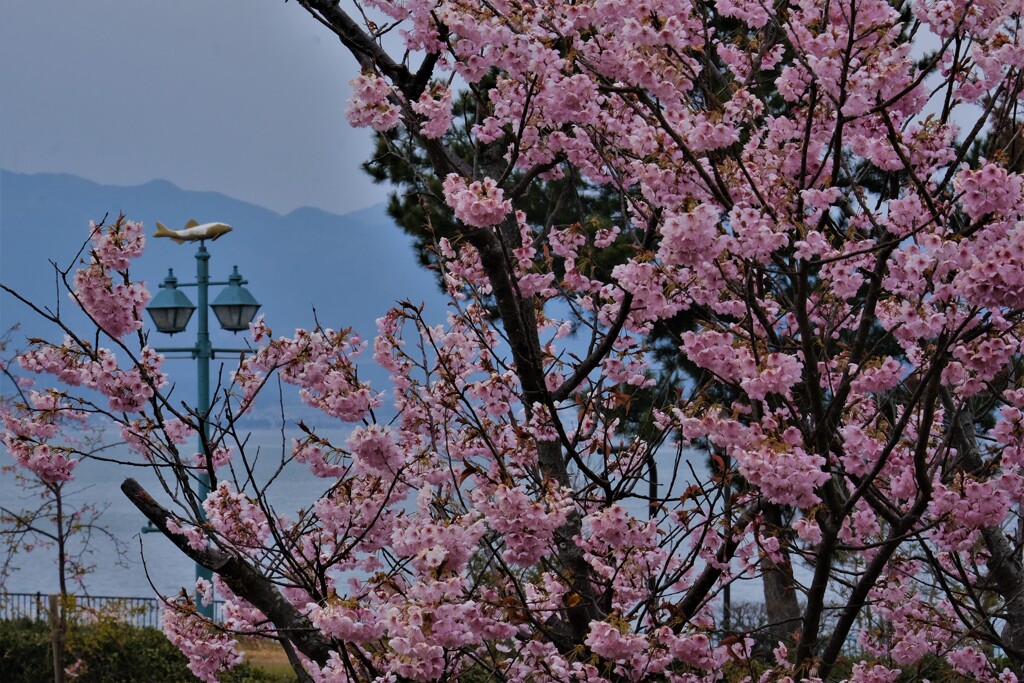 早咲きの初御代桜(ハツミヨザクラ)