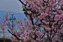 早咲きの初御代桜(ハツミヨザクラ)