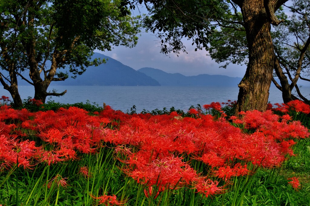 桂浜園地の彼岸花　１