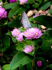 我が家の花に珍客