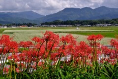 多賀秋景