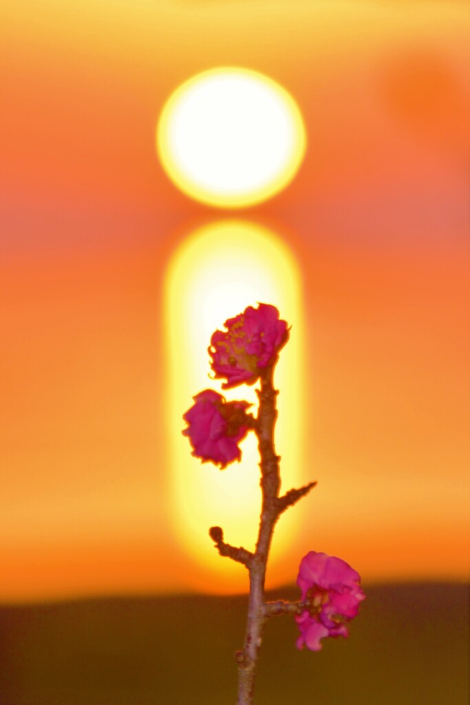 落陽梅花