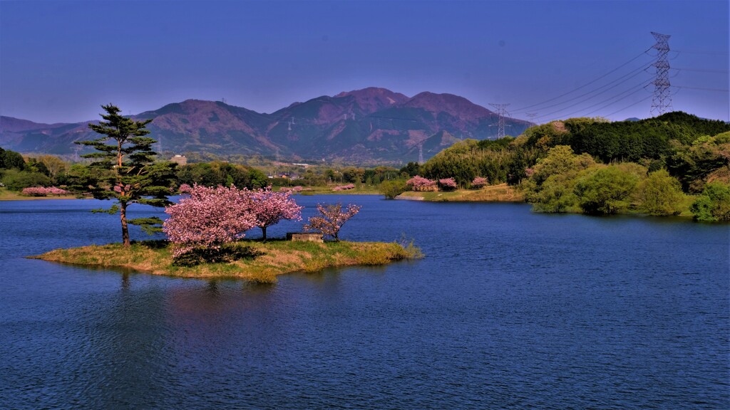 晩春の日野川ダム　小島桜　９