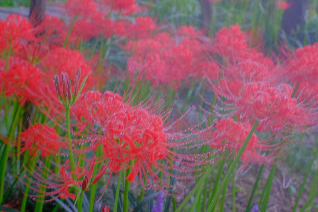 曼珠沙華　１