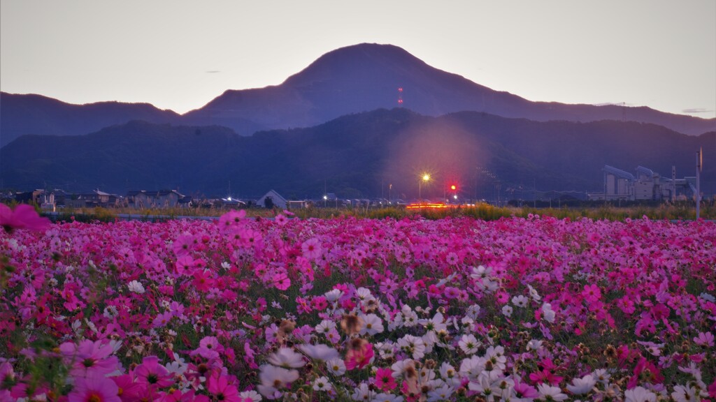 コスモス畑の朝景　２