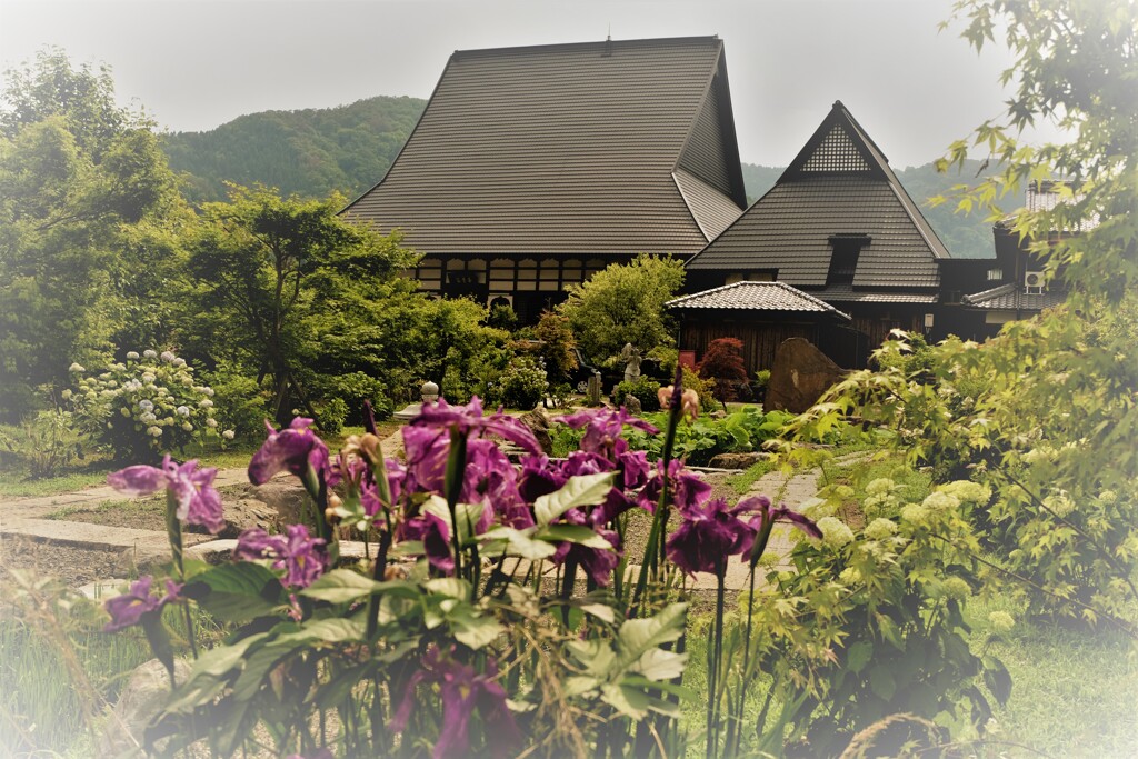 全長寺の菖蒲