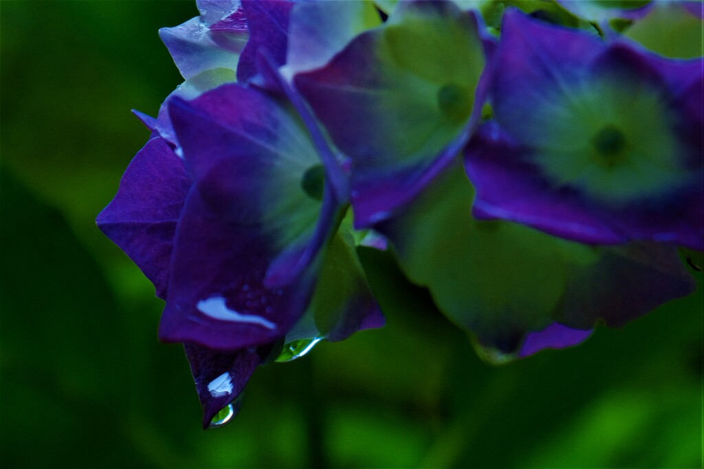 あじさい雨滴