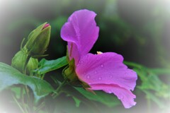 酔芙蓉　Ⅳ