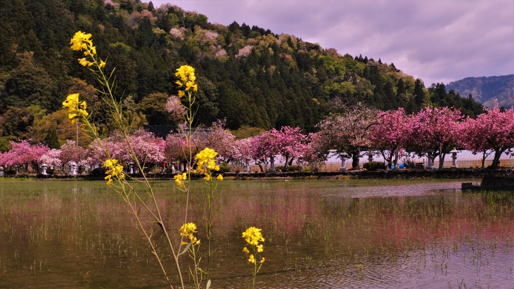 湖北の春景
