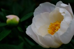 延寿寺の初夏の花　６
