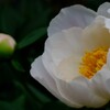 延寿寺の初夏の花　６
