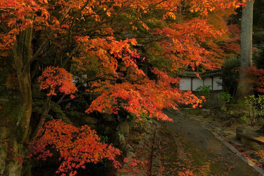 高源寺紅葉寸景　１