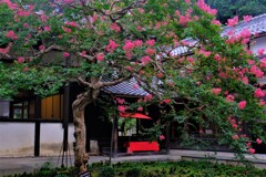 青岸寺サルスベリ