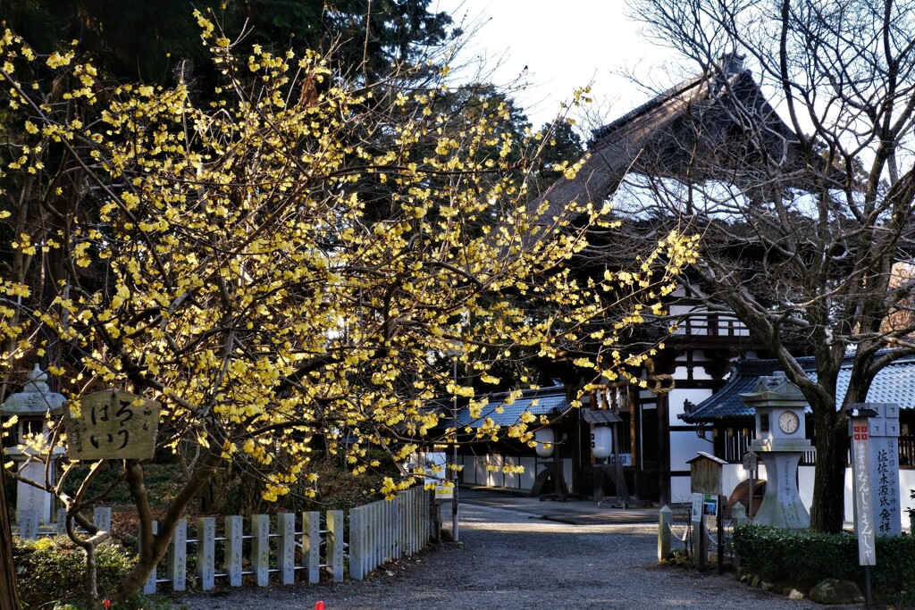 沙沙貴神社蠟梅　１