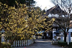 沙沙貴神社蠟梅　１