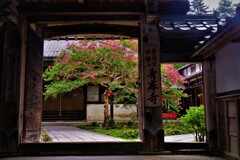 山門の百日紅　３-１