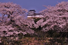 彦根城中壕桜　３