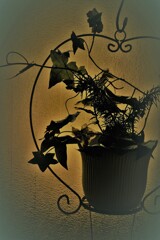 Potted  piant