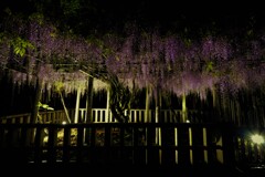 在士八幡神社の紫藤ライトアップ　７