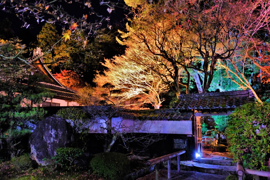 湖東三山金剛輪寺のライトアップ　４