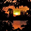 木陰夕日