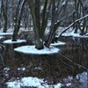 小さな森の水辺の冬物語　３