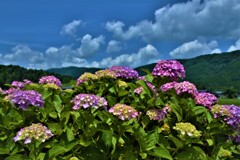 梅雨の晴れ間の花・あじさい