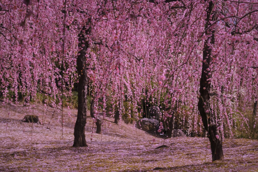 城南宮神苑の梅林　４