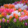 さいたさいたチューリップの花